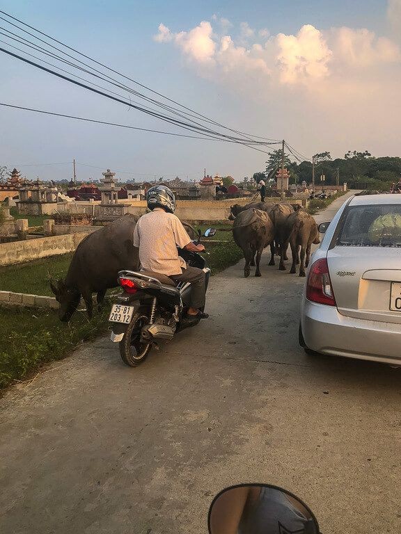 Buffalo causing a backup of traffic in Tam Coc, a common sight on the roads