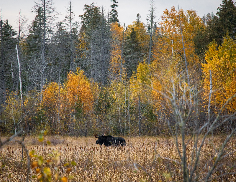 A moose walks along the Gunflint Trail near Magnetic Rock in the BWCA