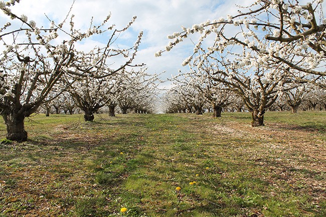 Cherries in Auxerre