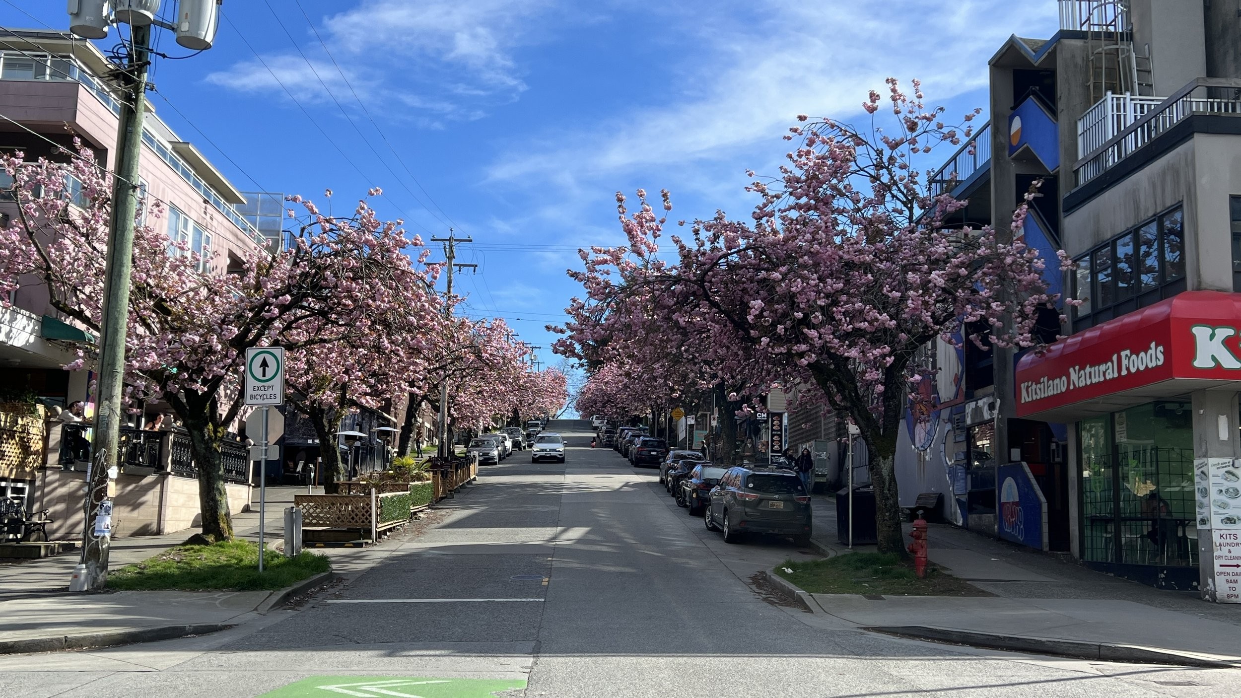 A city street lined with cherry blossom trees in full bloom under a clear blue sky, with parked cars and shops on both sides.