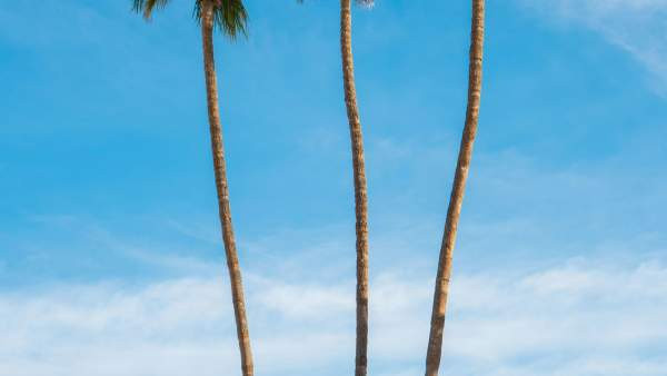 Palm trees in California