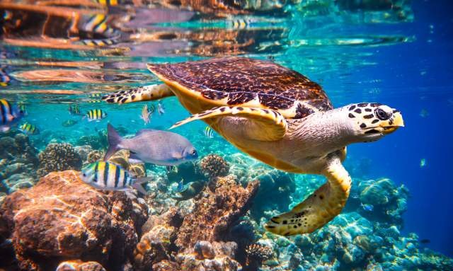 Cabos national marine park