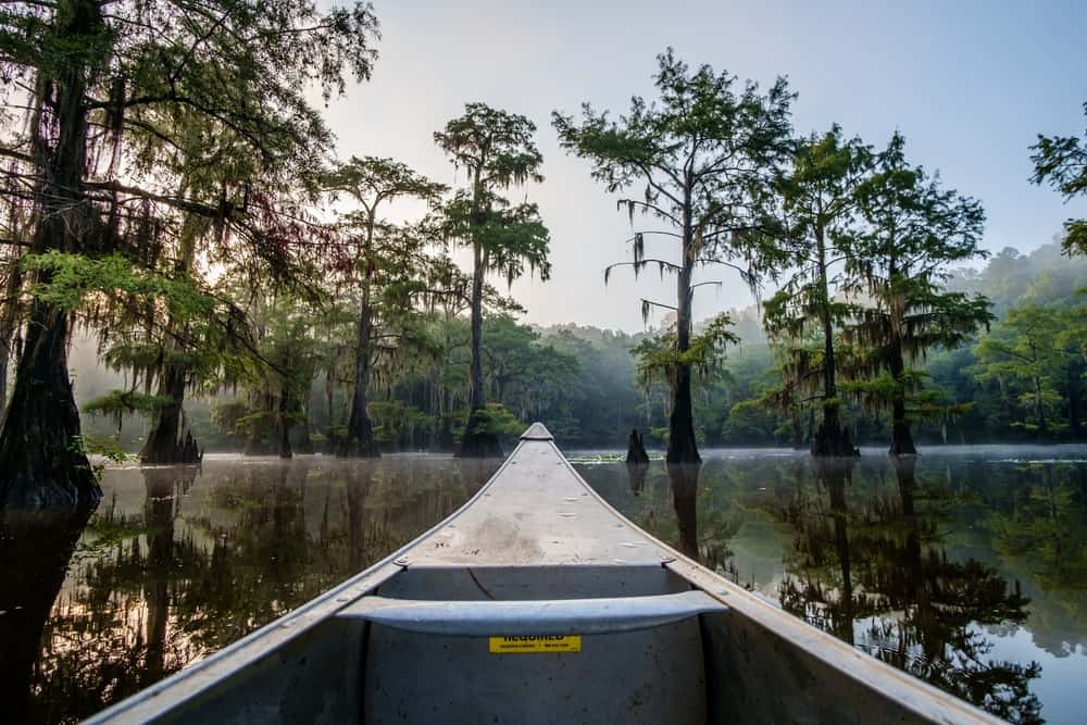 Caddo Lake Cypress Trees