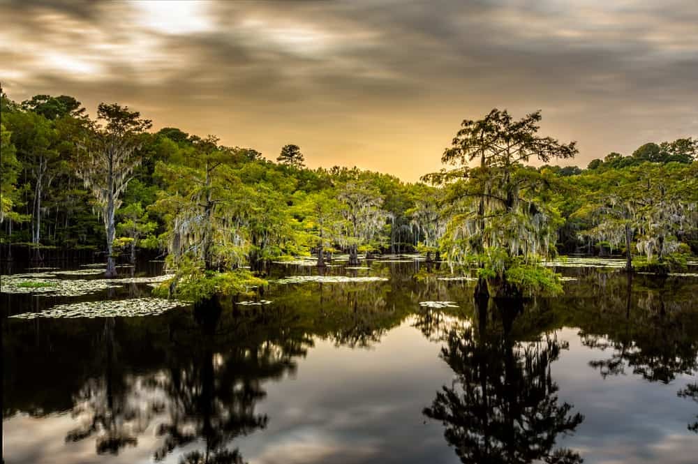 Caddo Lake Cypress Trees