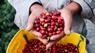 The coffee region of Colombia