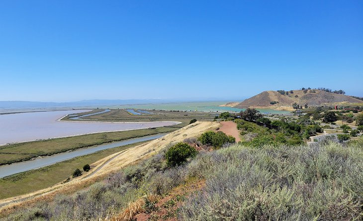 The Don Edwards San Francisco Bay National Wildlife Refuge is a great place for spotting wildlife