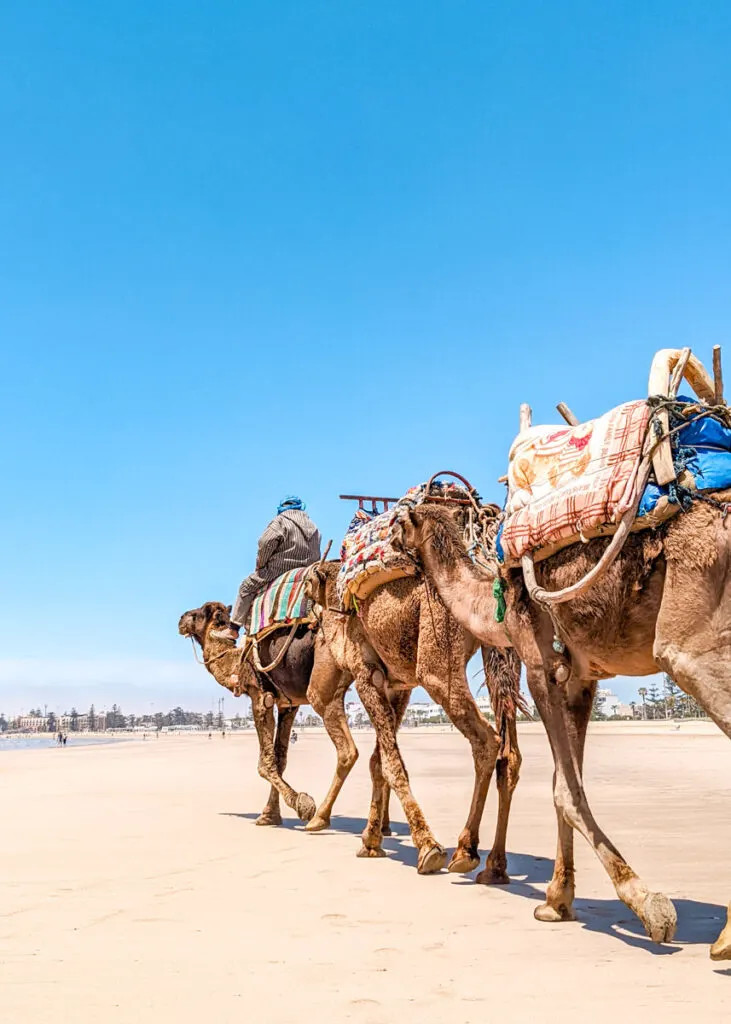 camels on beach in Essaouira