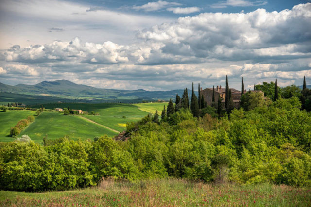 Olive groves and cypress trees near Pienza, Tuscany