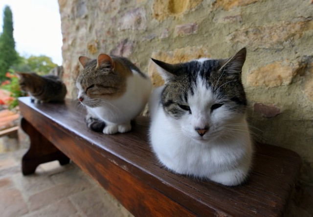 Cats at an agriturismo in Tuscany