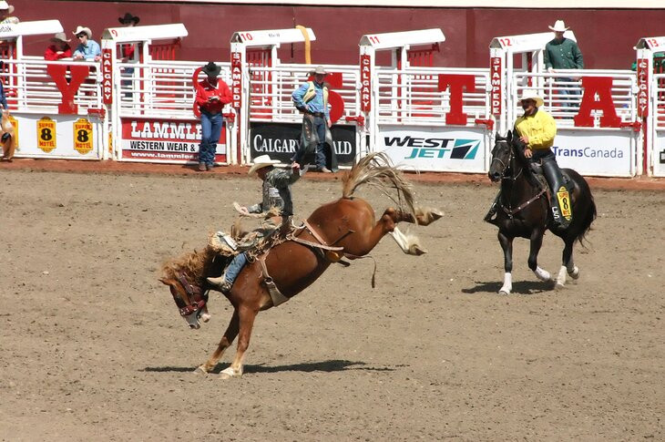 Cowboy at the Calgary Stampede