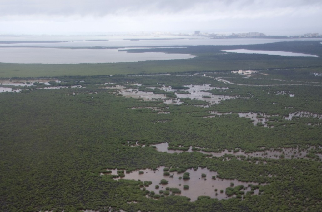 Cancun mangroves