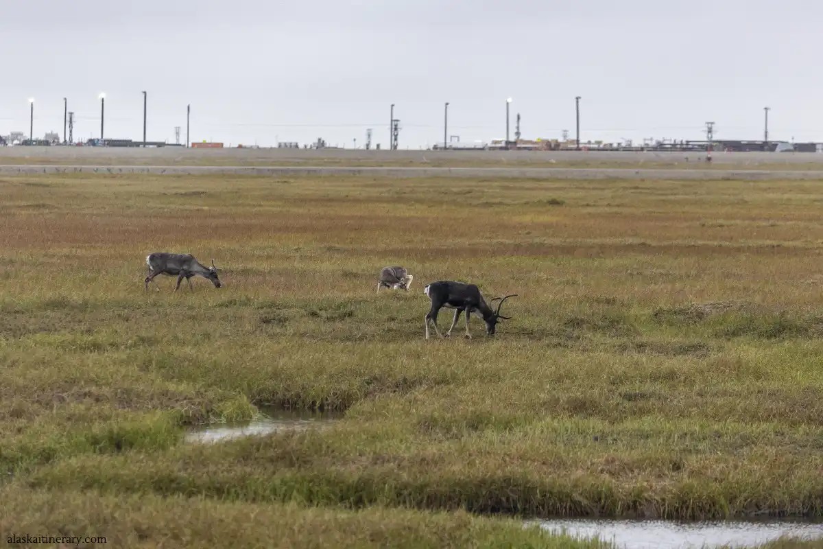 Caribou grazing near Prudhoe Bay, Alaska, in a vast tundra landscape