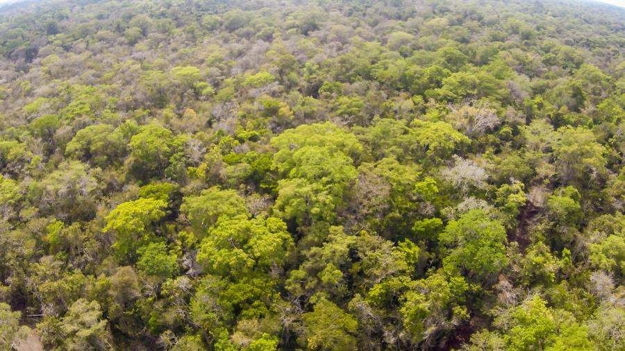 Sustainable Harvesting at Carmelita Forest Concession in Petén, Guatemala
