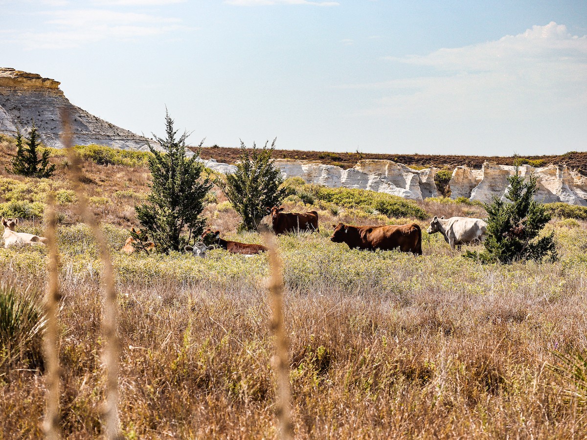 Cattle Grazing at Castle Rock Badlands Hays Kansas