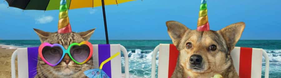 Cat and dog wearing sunglasses on a sunny beach