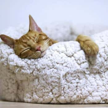 Ginger cat sleeping soundly in a comfy white bed, perfect for showing home pet care
