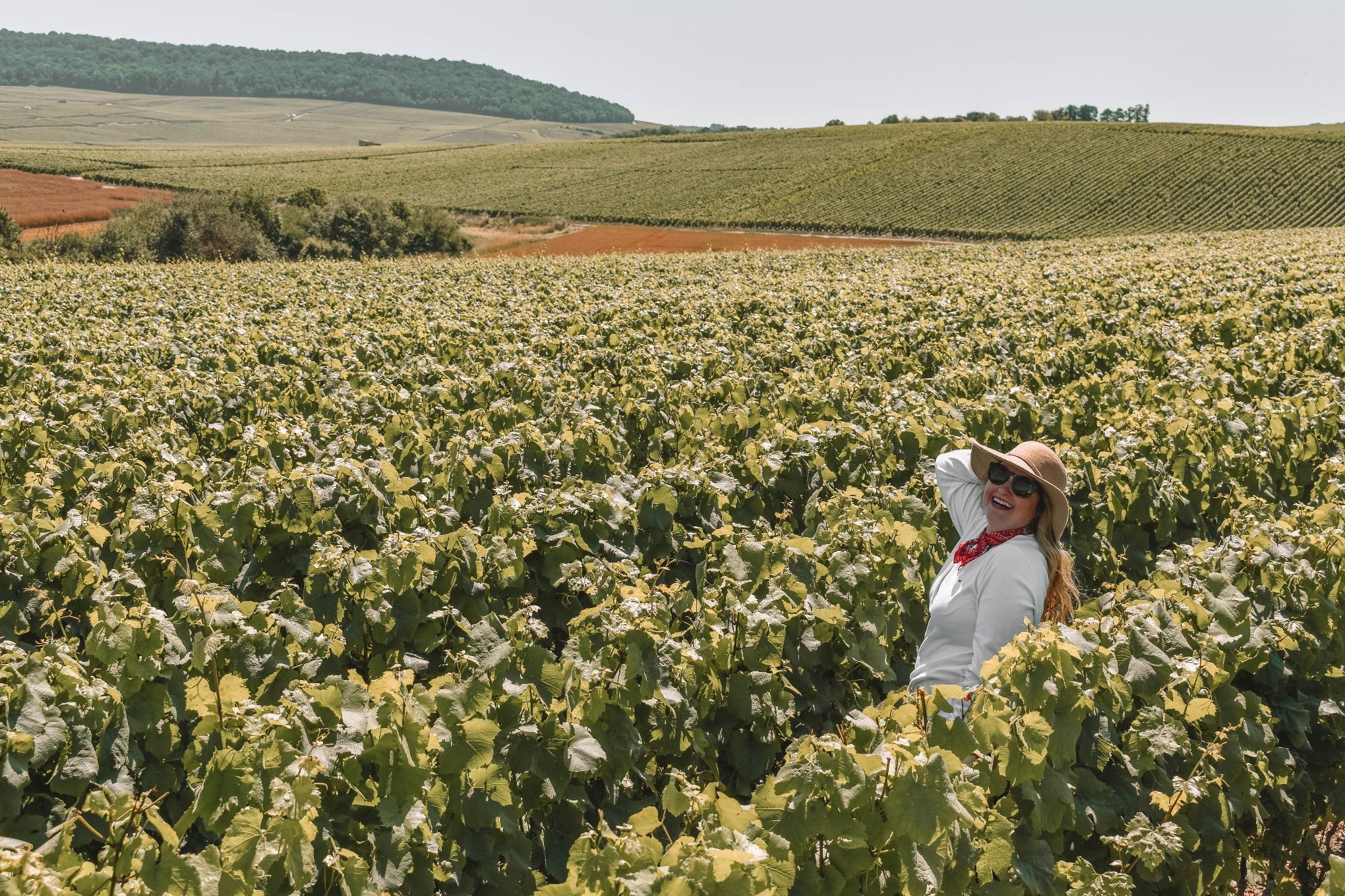 Vines in the Champagne region, capturing the essence of the area's sparkling delights