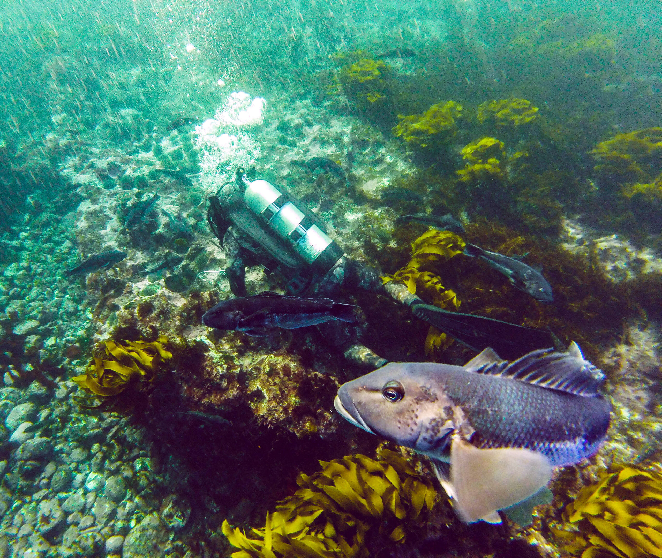 Chatham Islands Fishing: An Angler's Paradise with Legendary Catches