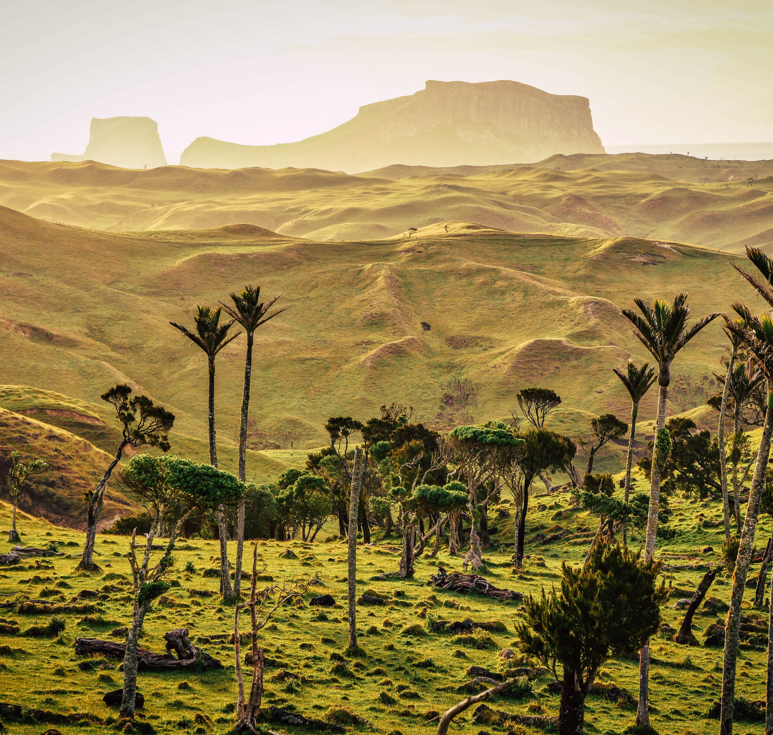 Chatham Islands Nature: Showcasing the Diverse Habitats and Unique Wildlife