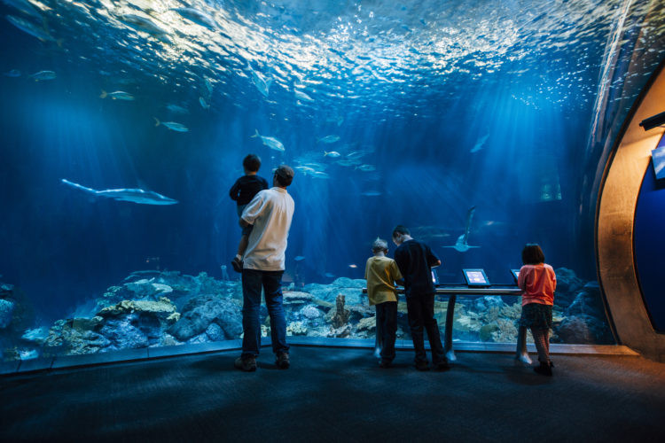 Visitors at the Shedd Aquarium in Chicago