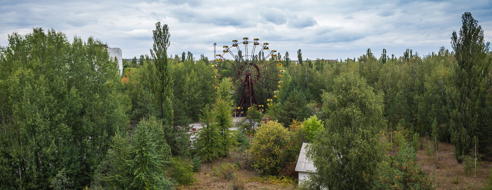 Wildlife in Chernobyl Exclusion Zone