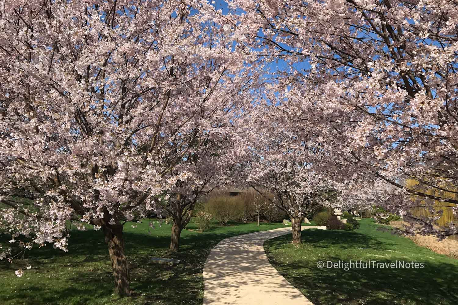 Cherry blossom at UIUC Japan House in spring.