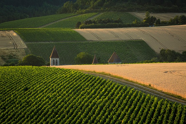 Vineyards in Auxerre