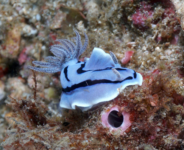 Chromodoris willani nudi at Anilao's muck diving paradise