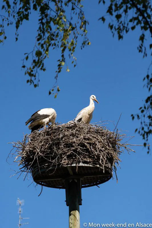 Storks in Cernay, France