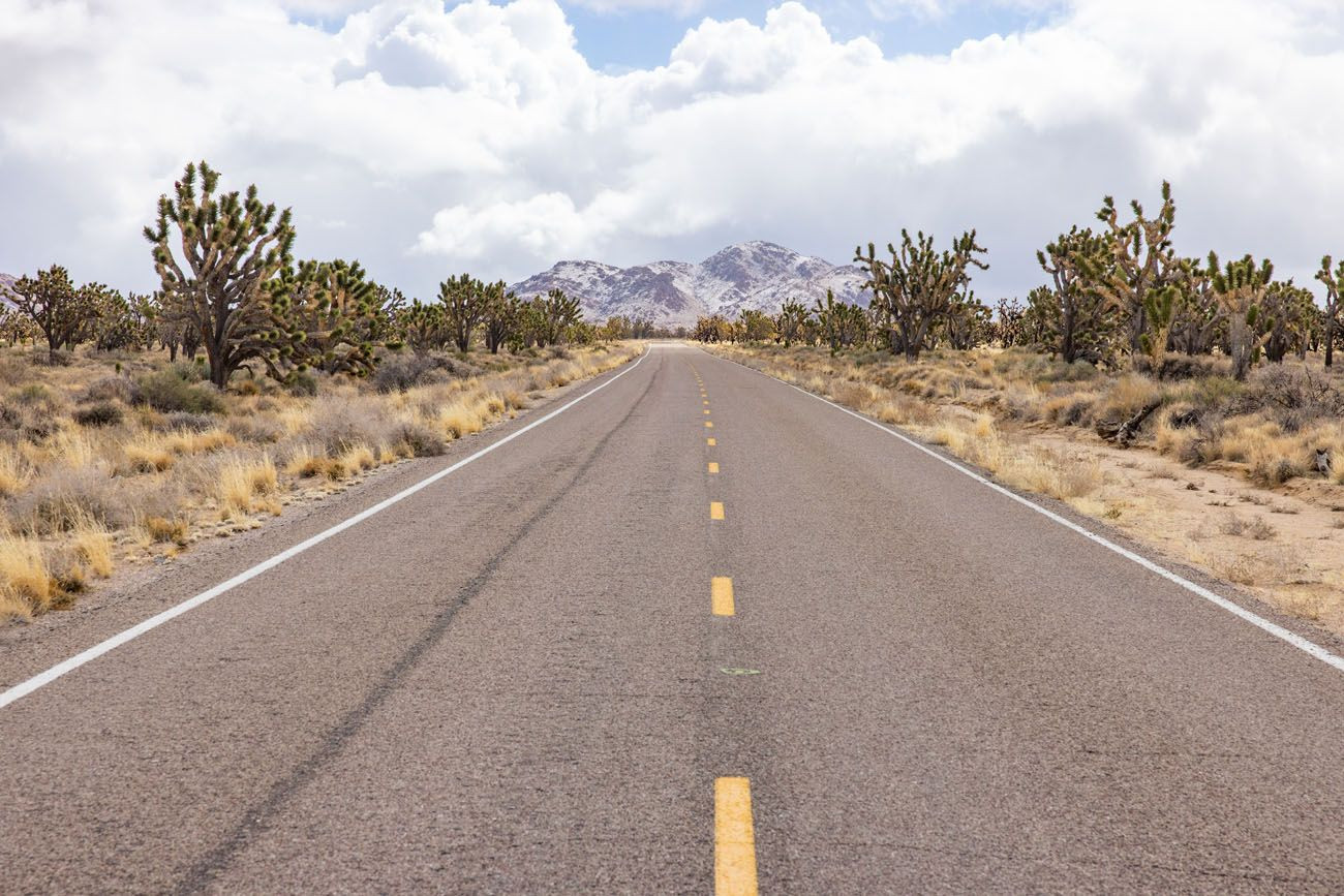 Cima Road Joshua Trees