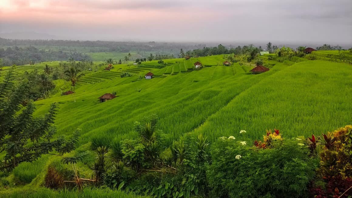 Balinese ricefields, emphasizing the need for sustainable tourism