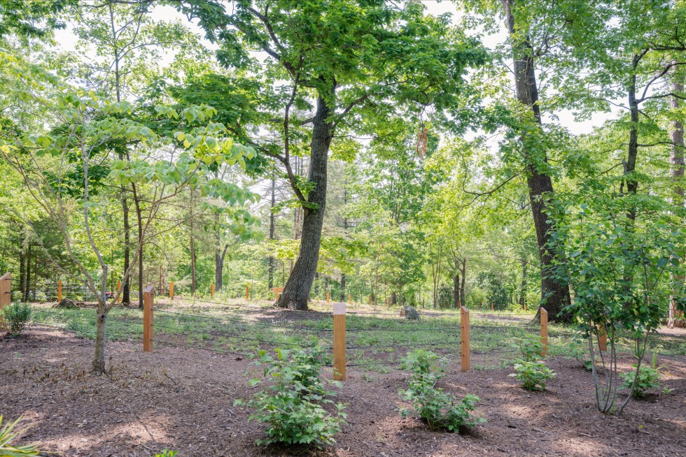The Burial Ground for Enslaved People at Monticello