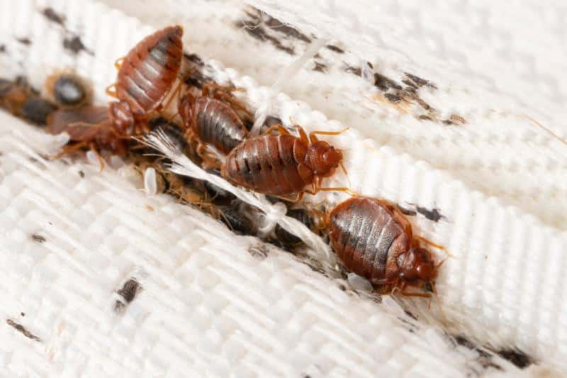 Close up of bed bugs on fabric