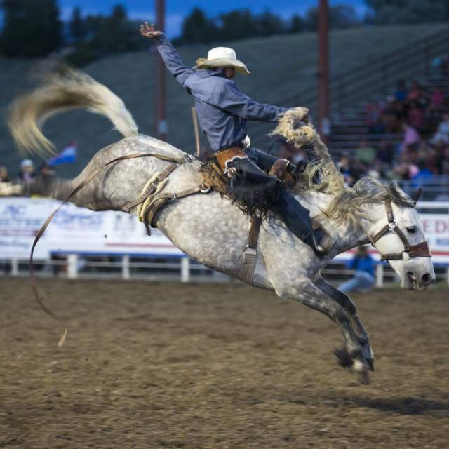Cowboys competing in a thrilling rodeo event in Cody, Wyoming.