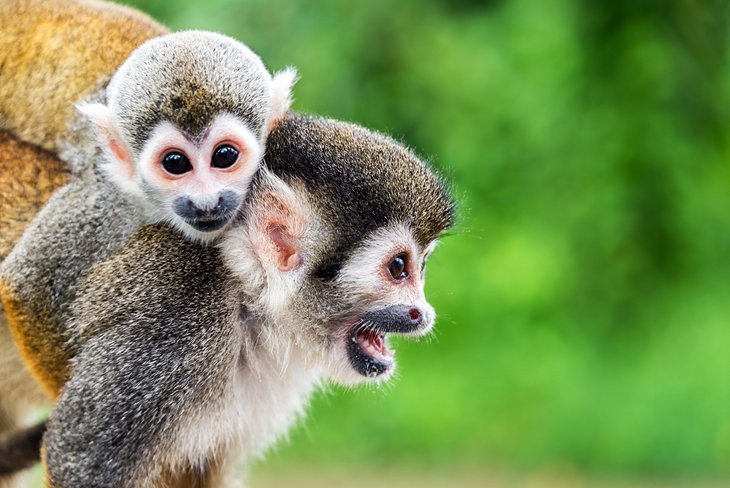 Squirrel monkeys Leticia