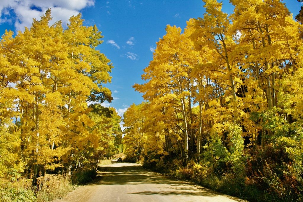 Colorful Aspen Trees Flanking Gothic Road