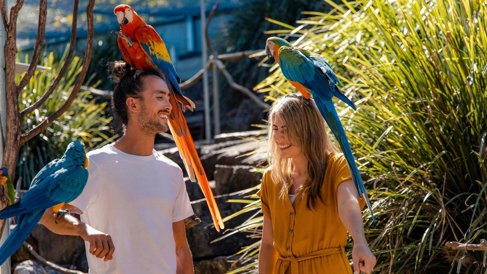 Birds at Maleny Botanic Gardens &amp; Bird World, Maleny