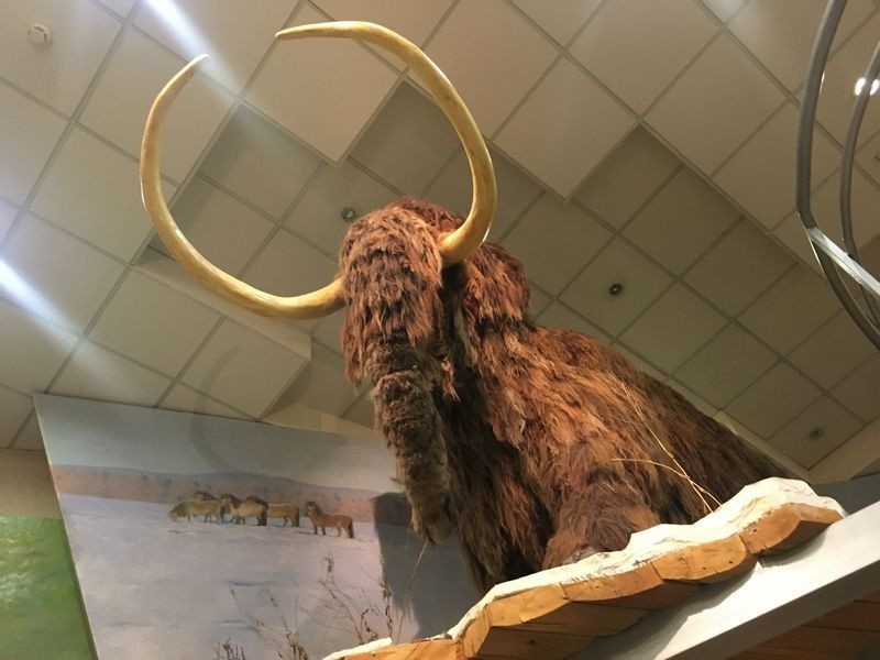 Yakutsk Yakutia Russia: A display inside the Mammoth Museum, showcasing skeletons and artifacts related to mammoths and other prehistoric animals.