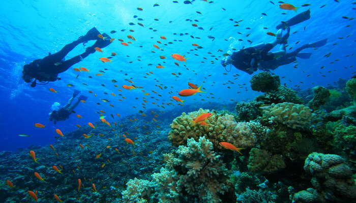 Amini Beach provides a clear view of its sandy shores and clear waters, offering a glimpse of the scuba diving and snorkeling adventures available in Lakshadweep.