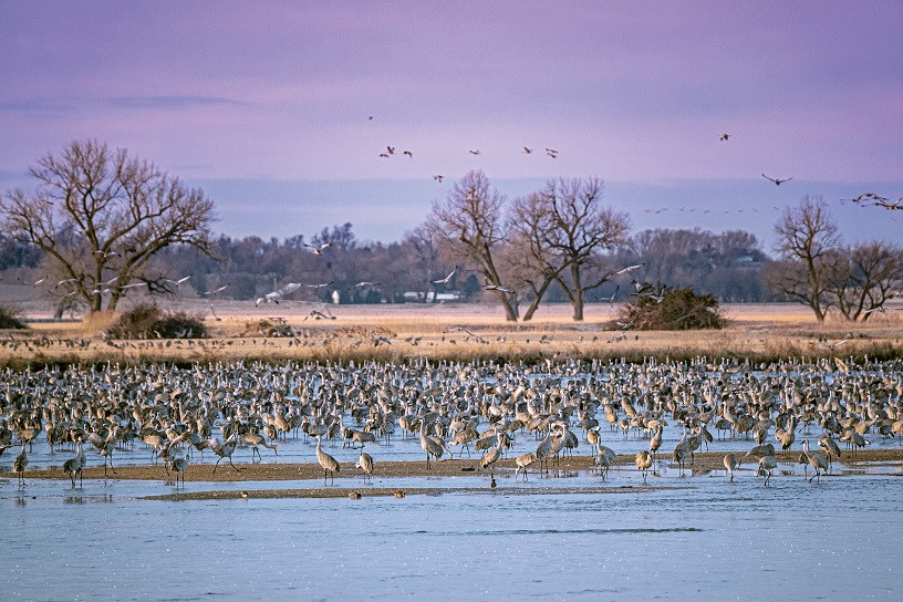 Crane Migration Alt Text: A breathtaking scene of the Crane Migration in Nebraska's Sandhill region, featuring thousands of sandhill cranes soaring across a vibrant sunset sky, attracting nature enthusiasts and photographers worldwide.