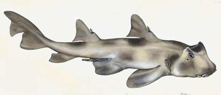 Crested Port Jackson Shark