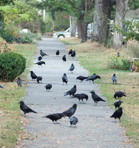 Crows stop by on the way to the roost to harvest hazelnuts, East Vancouver
