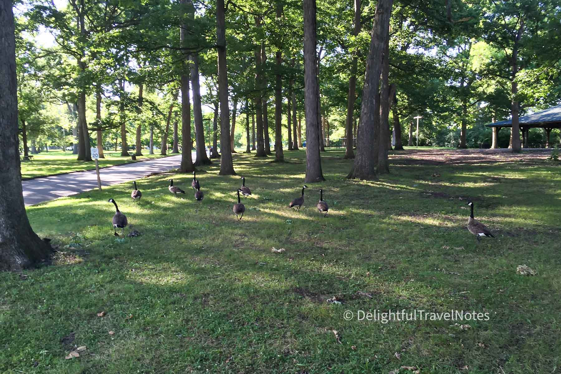 scene at Crystal Lake Park in Urbana Illinois.