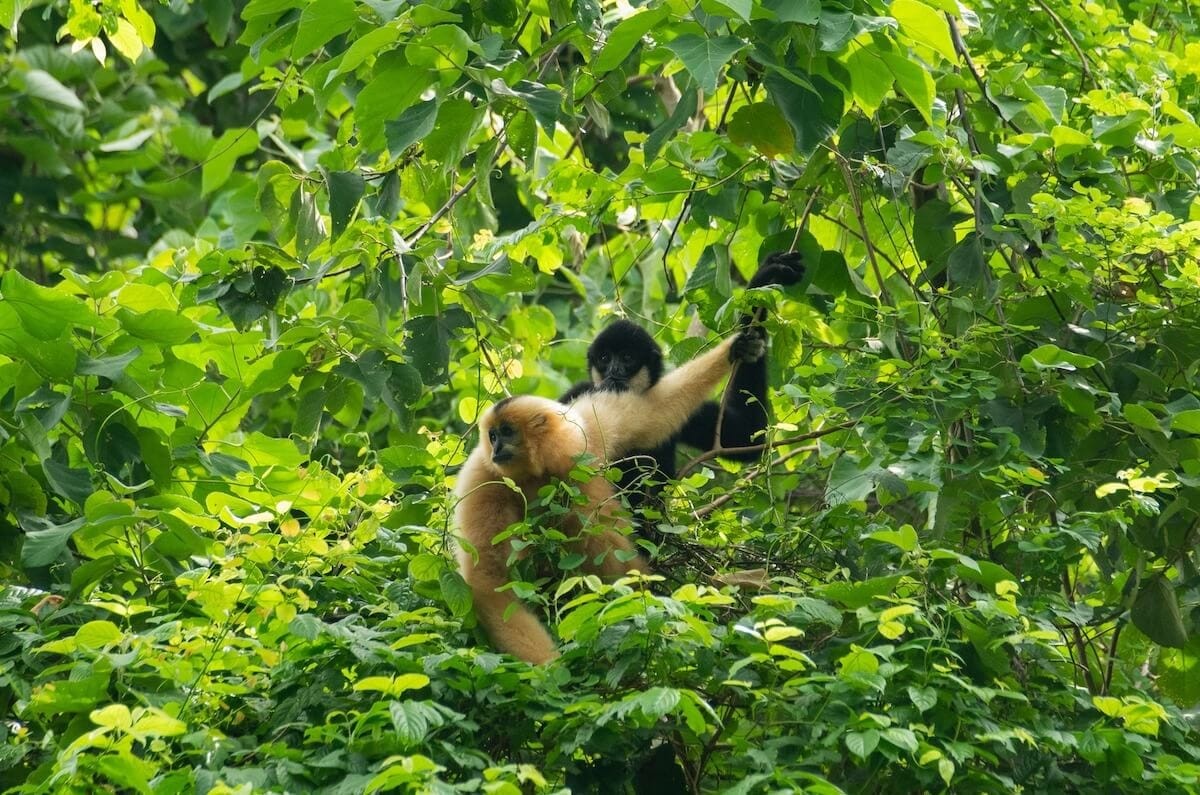Cuc Phuong park animal Vietnam WANEE Go-WILD