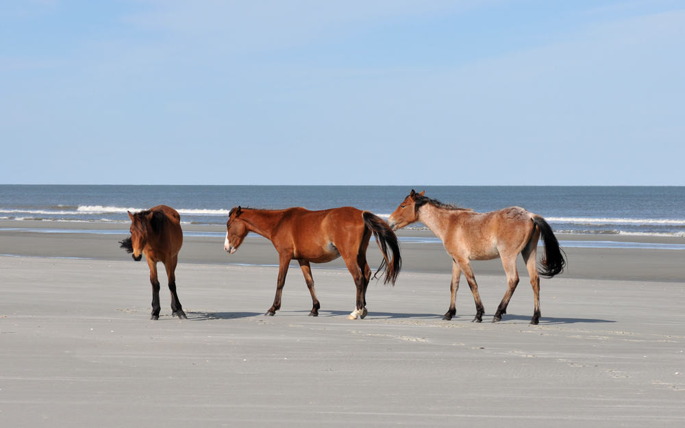 Wild horses roaming freely on Cumberland Island