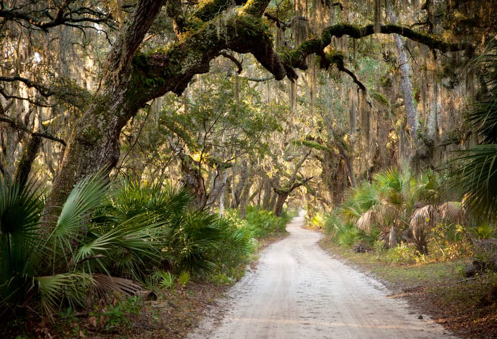 Lush landscape of Cumberland Island with trees