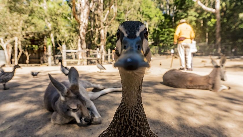 Currumbin Wildlife Sanctuary on the Gold Coast