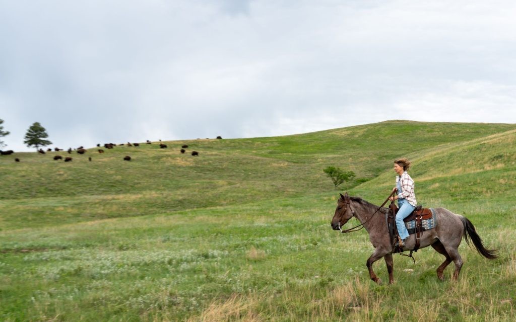 South Dakota Custer State Park with Bison