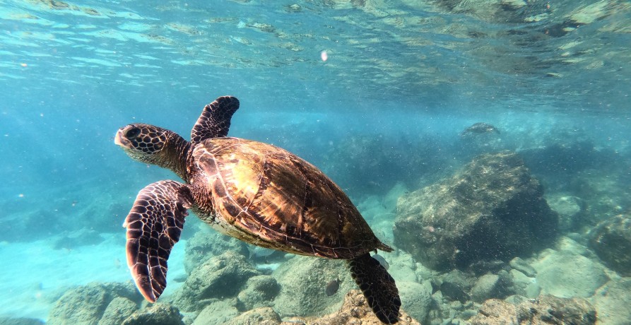 Sea turtles swimming in the ocean in Con Dao, Vietnam, highlighting the need for conservation efforts to protect endangered species.