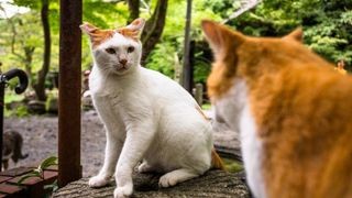 Two cats fighting, showing incompatibility for shared carrier travel